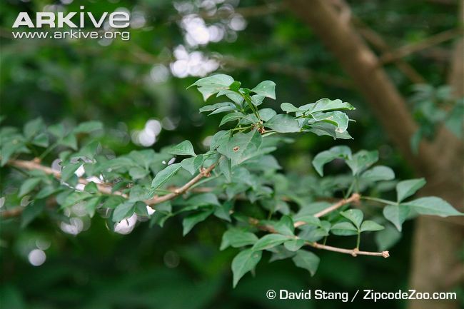 Parmentiera cereifera